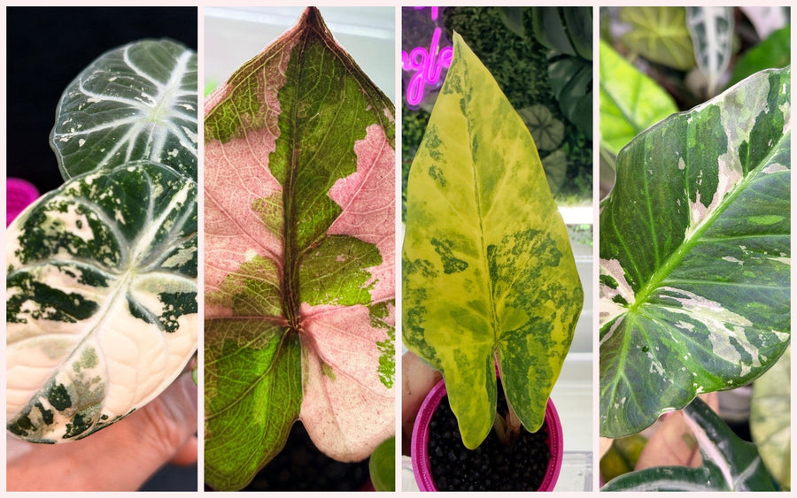 Four variegated Alocasia leaves side by side: albo, pink, aurea and mint variegation