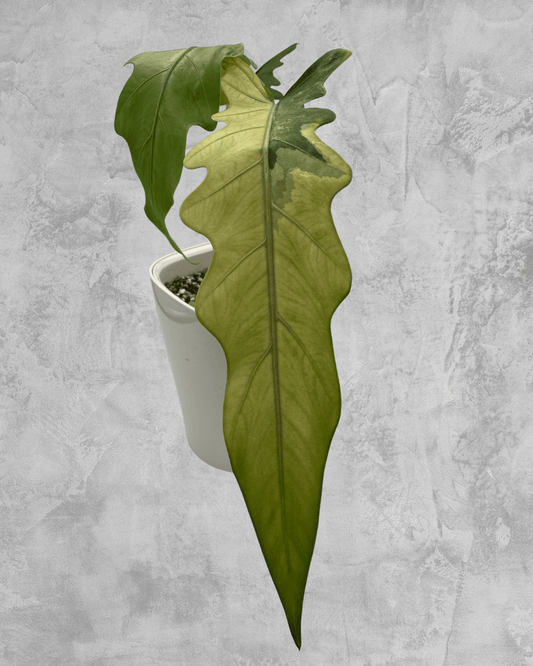 Alocasia Lauterbachiana Albo