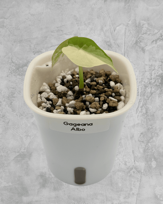 Alocasia Gageana Albo