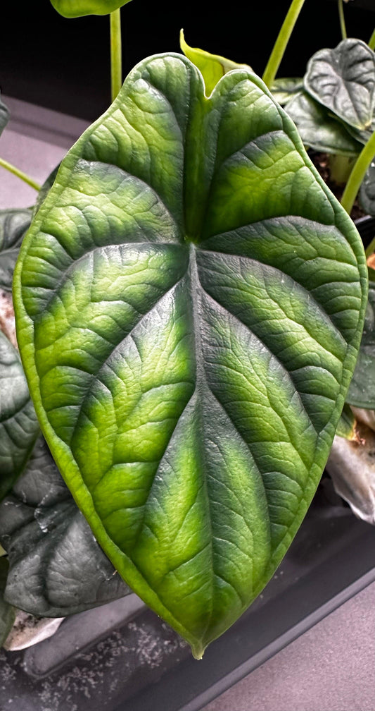 Alocasia Baginda Dragon Scale