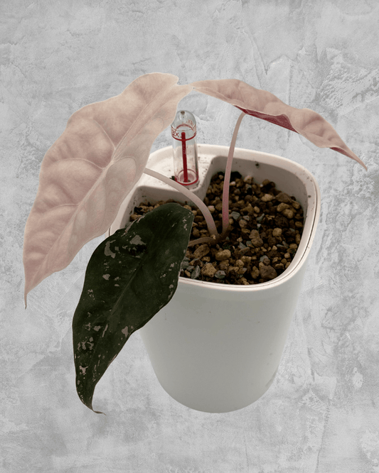 Alocasia Sanderiana Bully Pink Albo