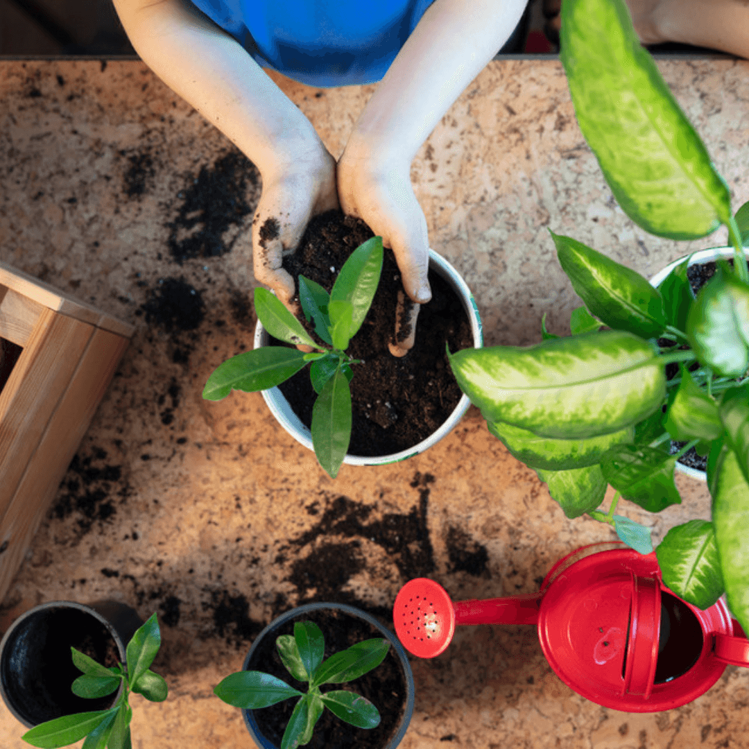 Plant Care - The Alocasia Company