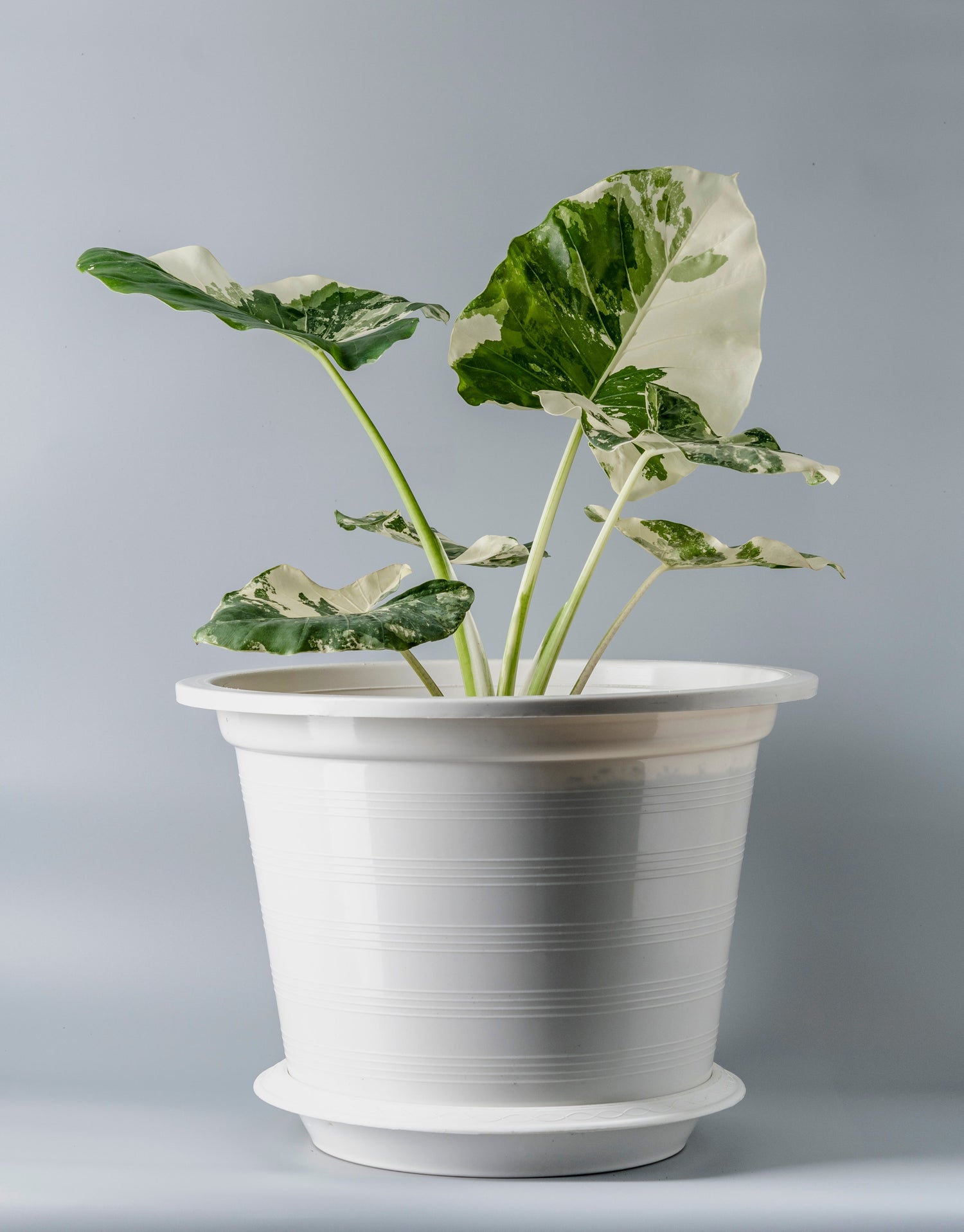 Albo Variegated Plants