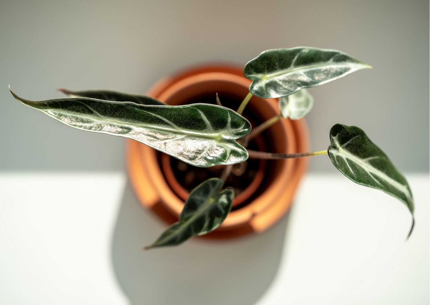 Green Variegated Plants