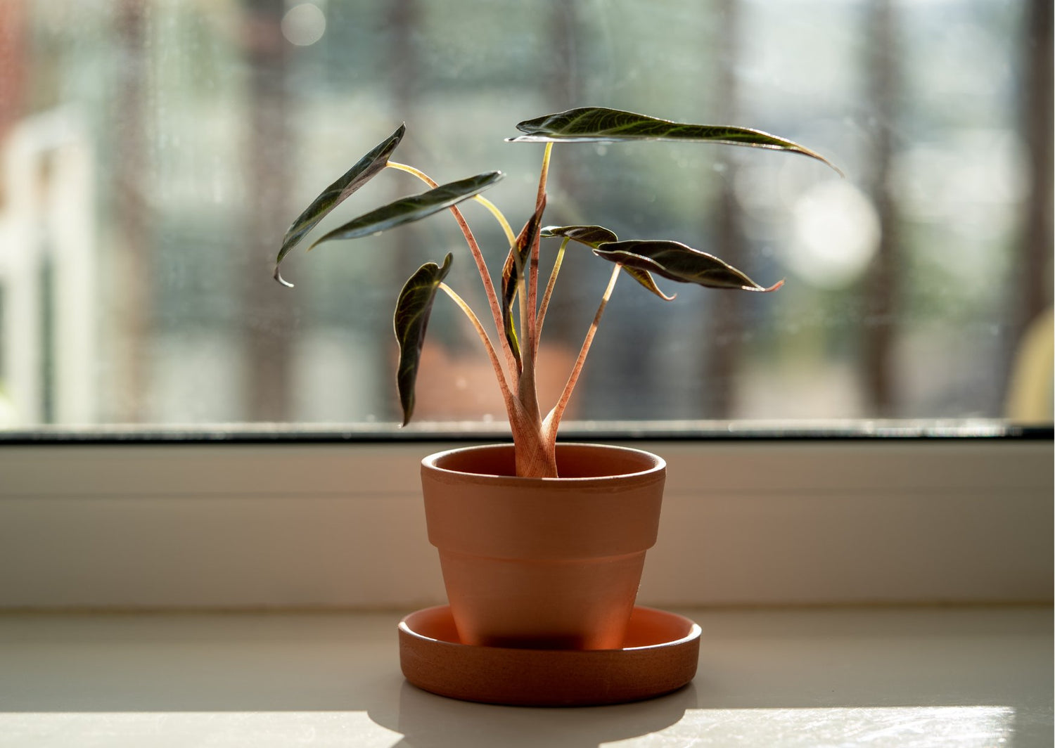 Aurea Variegated Alocasia
