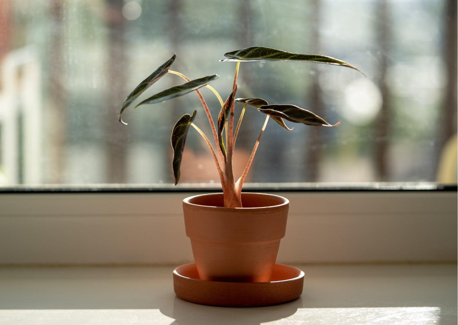 Aurea Variegated Alocasia