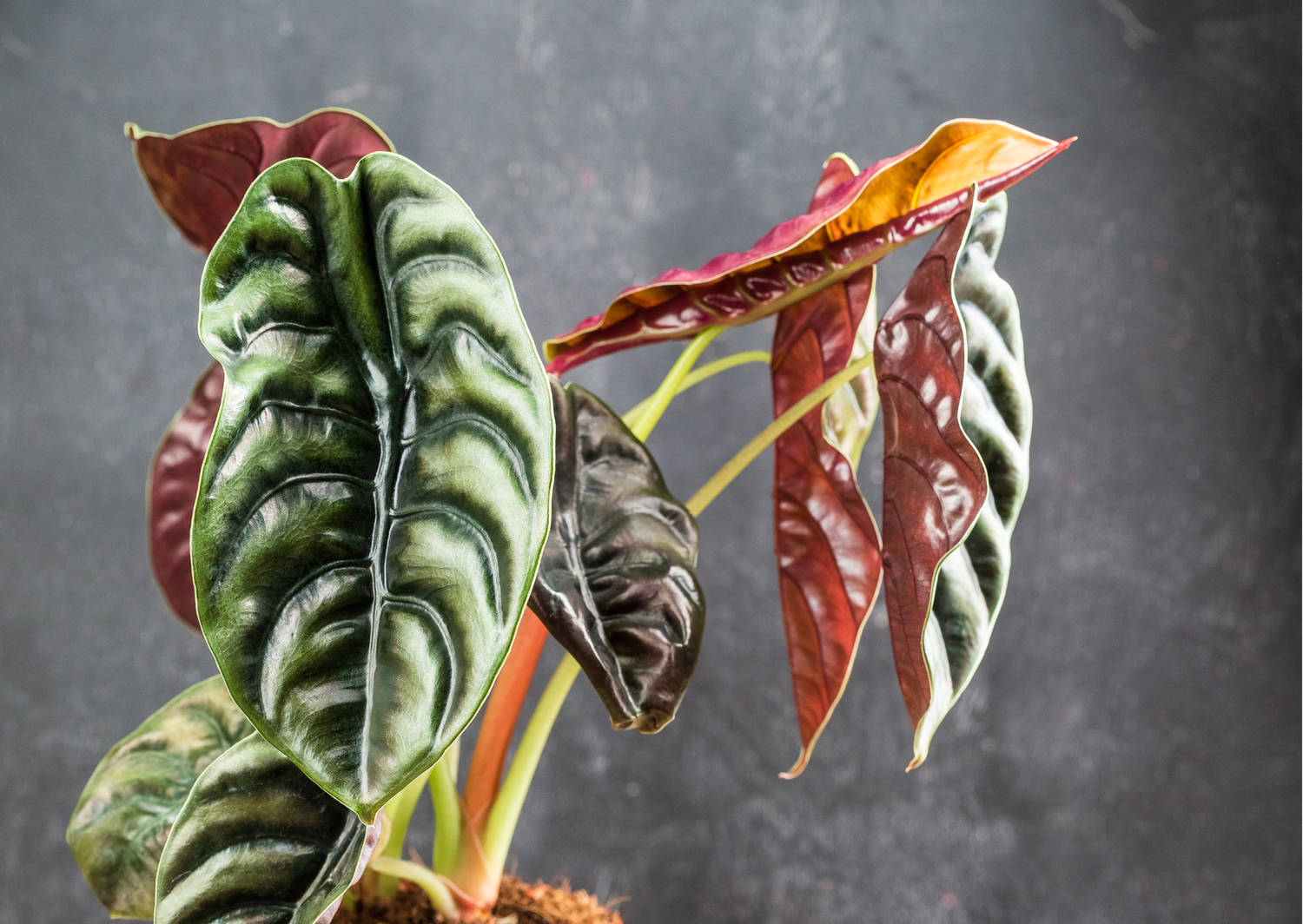 Pink Variegated Plants