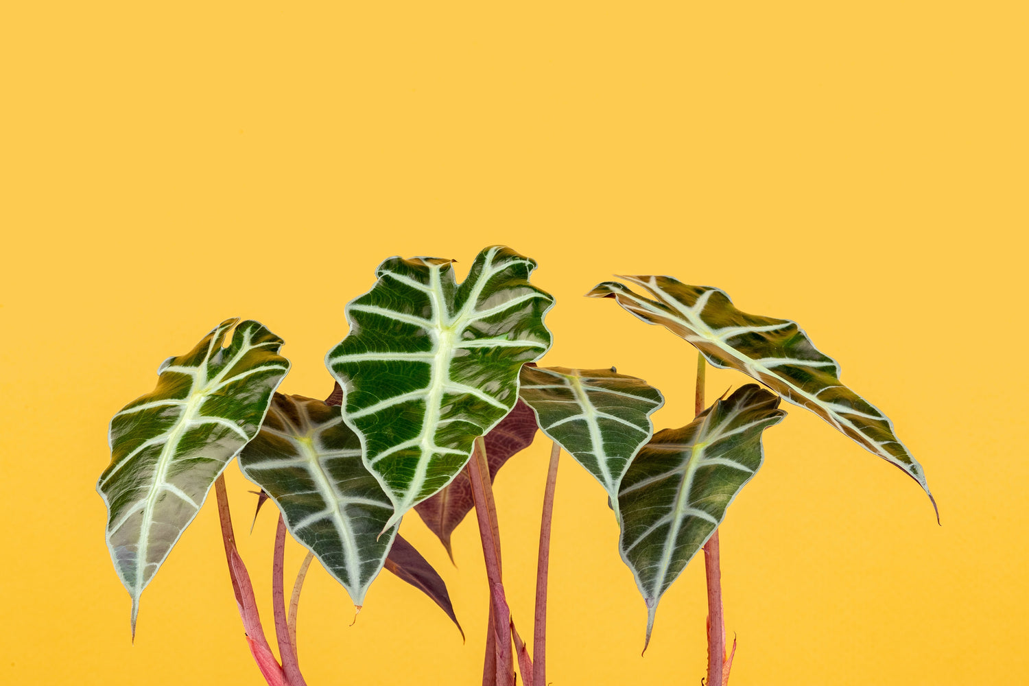 Alocasia Collection