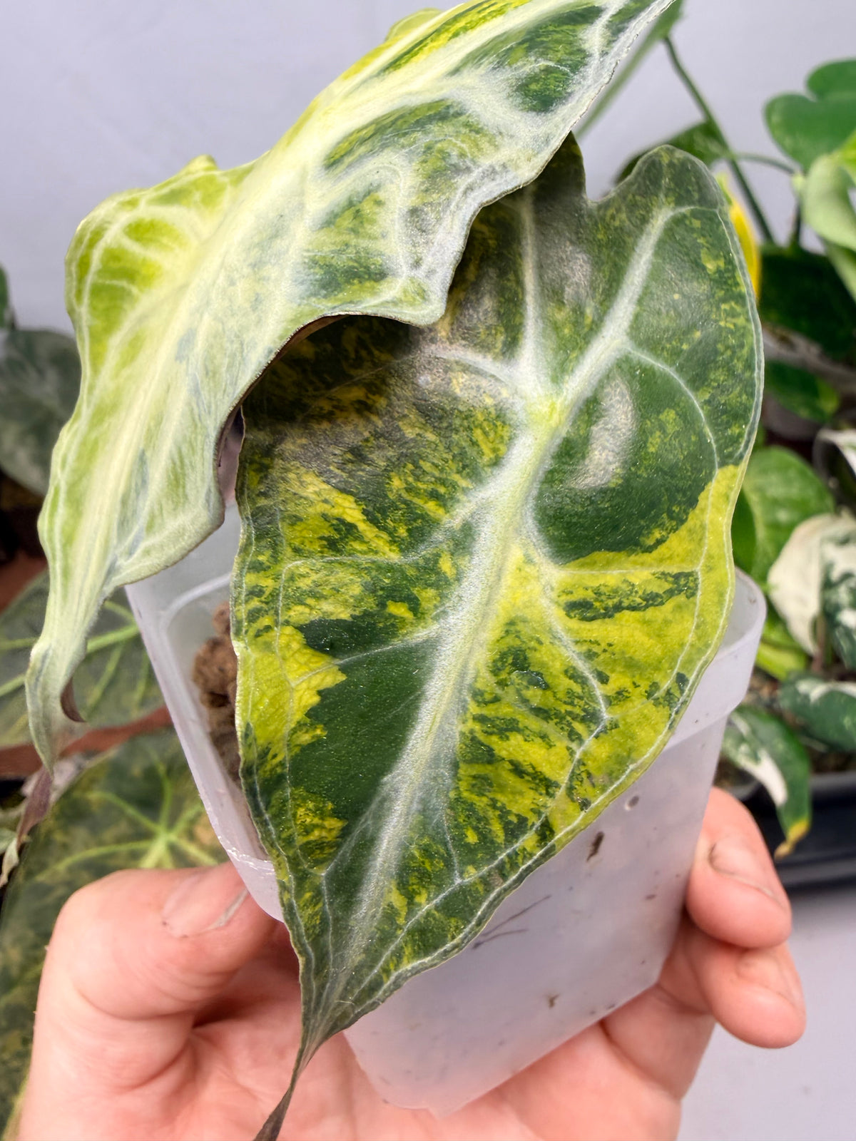 ALOCASIA VENOM AUREA VARIEGATED