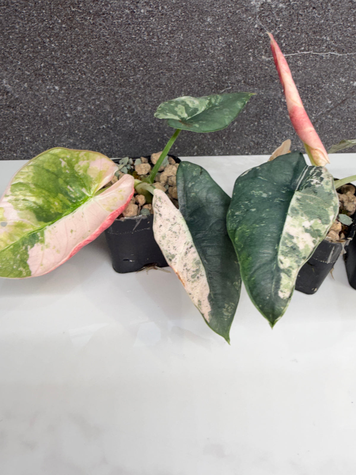 ALOCASIA REGINAE SILVER ALBO VARIEGATED
