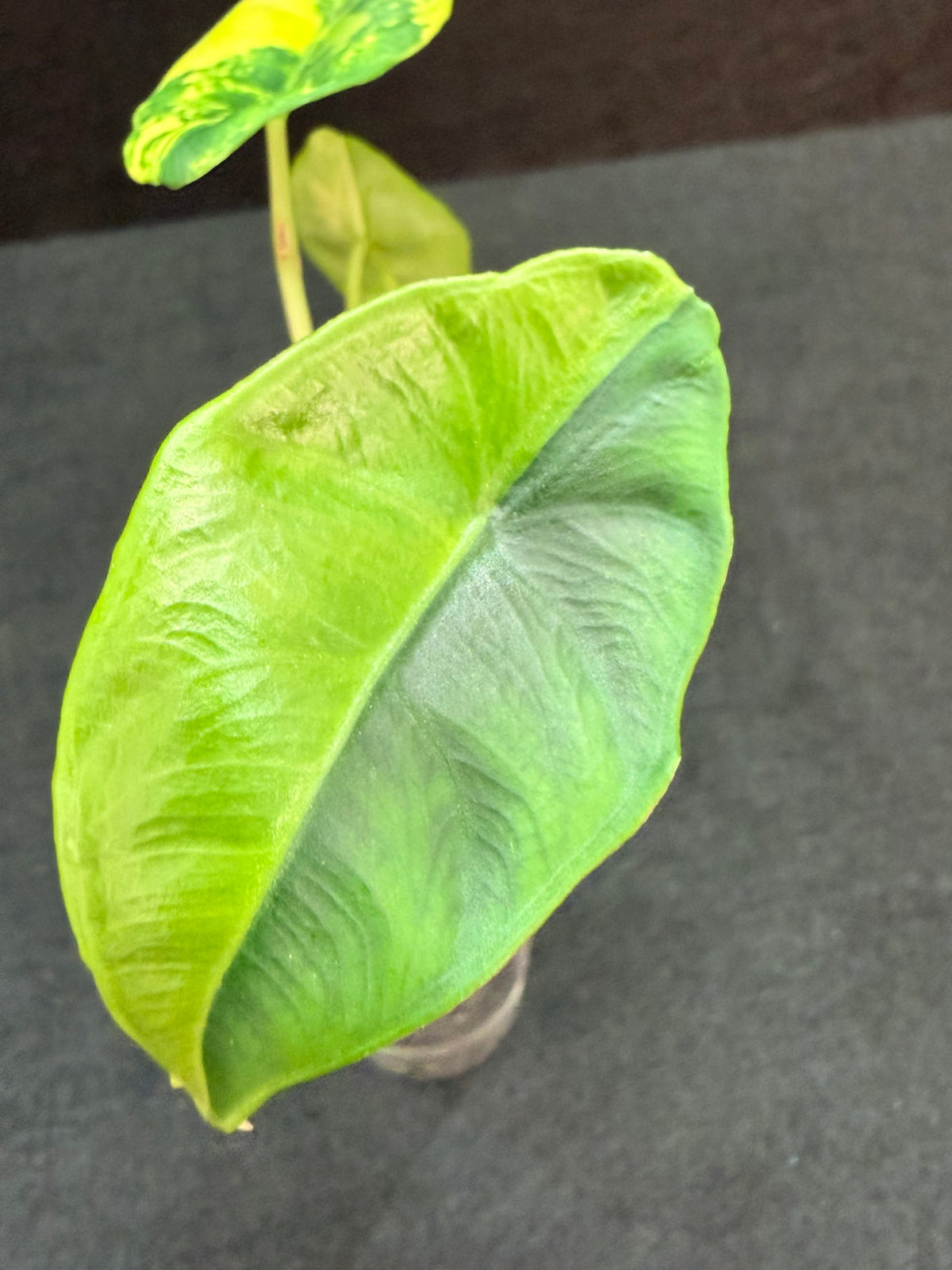 Alocasia venusta Aurea Variegated, narrow peltate blades in dark bluish green with aurea sectors