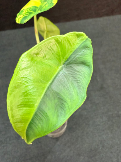 ALOCASIA VENUSTA AUREA