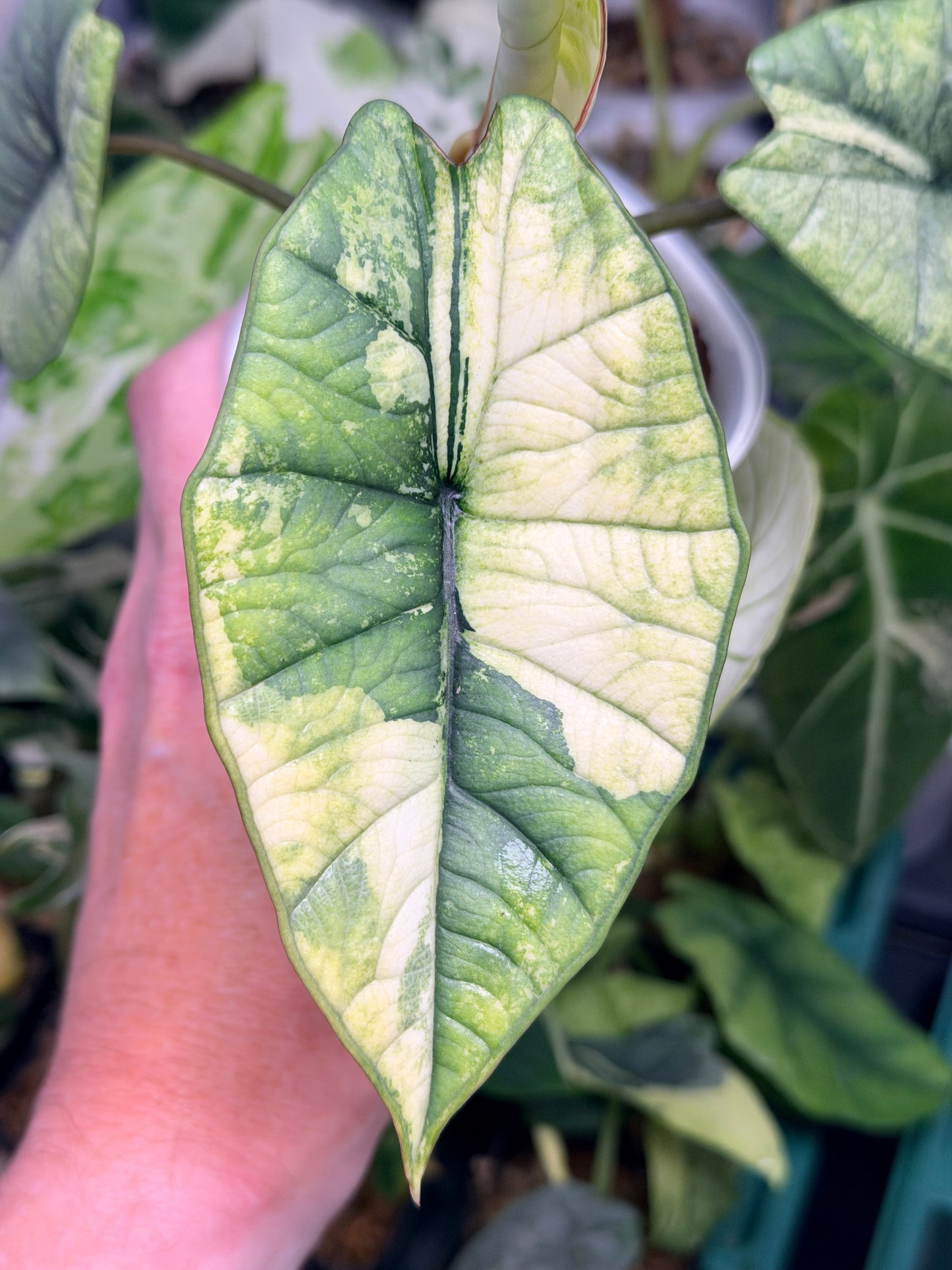 ALOCASIA BISMA PLATINUM ALBO VARIEGATED