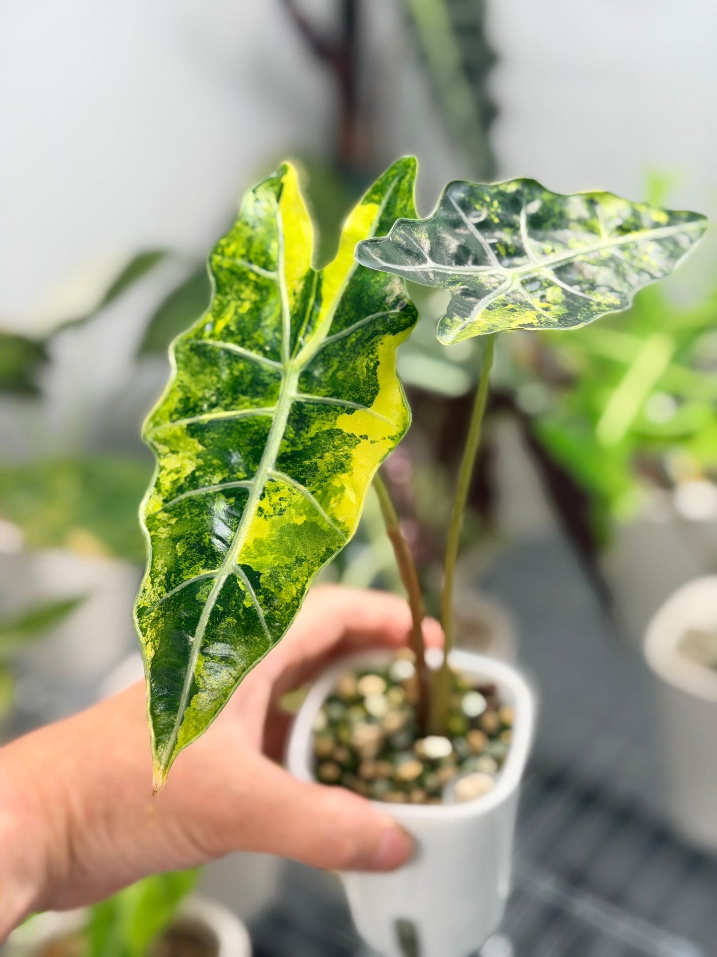 Alocasia sanderiana Aurea Variegated, yellow-gold sectors across deeply lobed kris-edged leaves