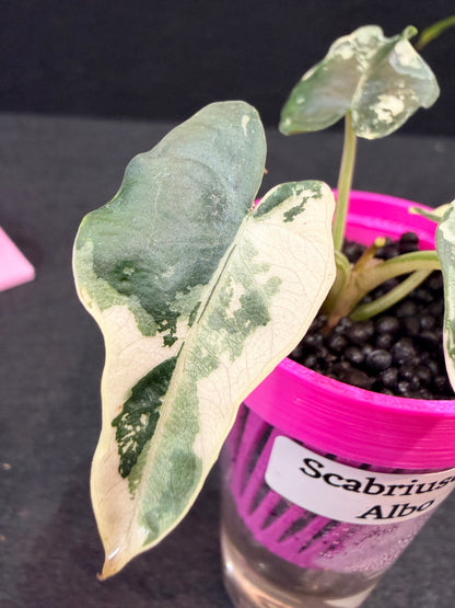 ALOCASIA SCABRIUSCULA ALBO VARIEGATED