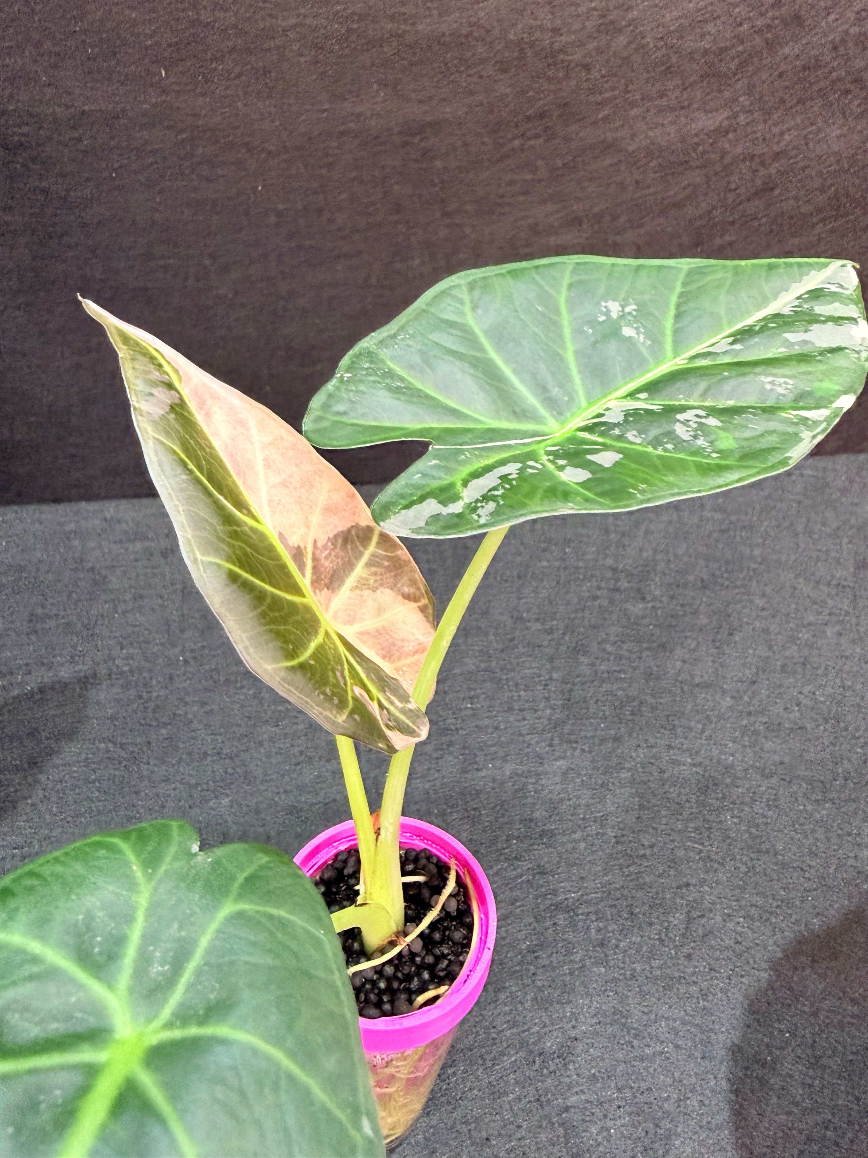 ALOCASIA REGAL SHEILDS ALBO – The Alocasia Company