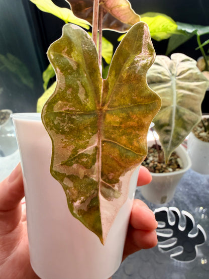 ALOCASIA PSEUDOSANDERIANA PINK VARIEGATED