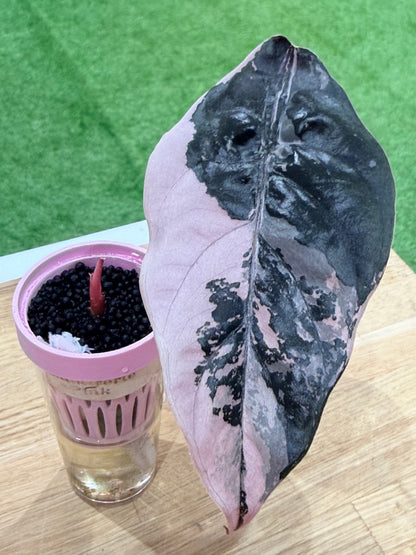 ALOCASIA CHANTRIERI PINK