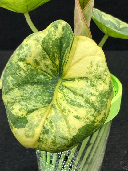 ALOCASIA NEBULA AUREA VARIEGATED
