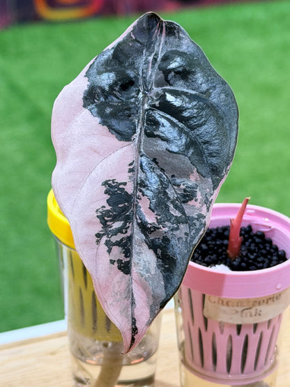 ALOCASIA CHANTRIERI PINK