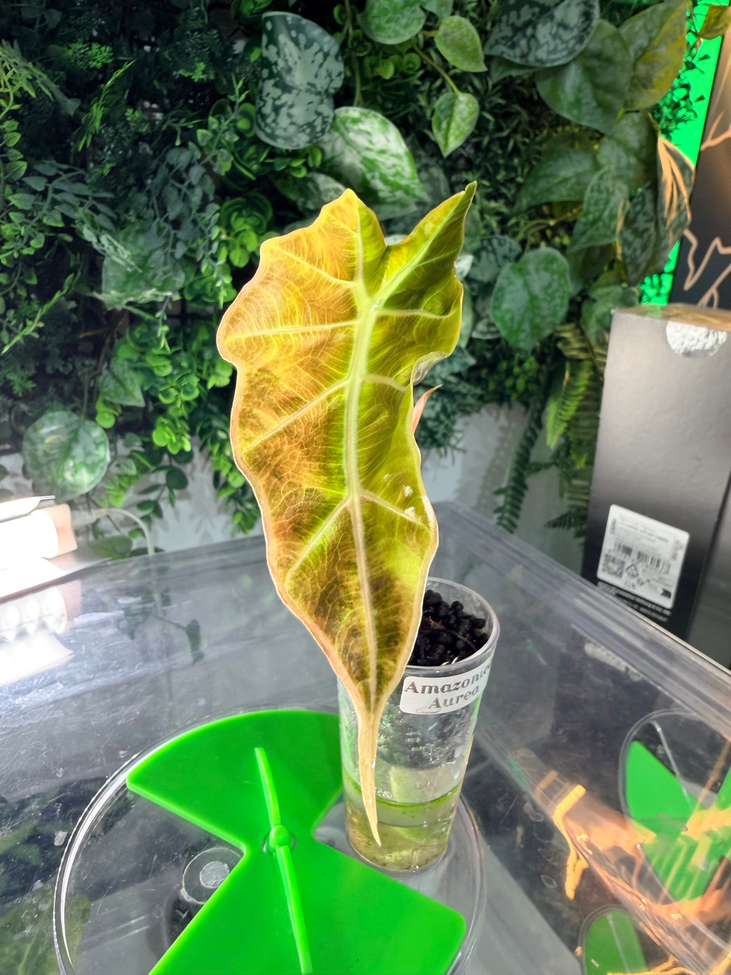 Alocasia Amazonica Aurea