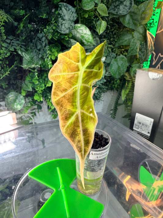 Alocasia Amazonica Aurea