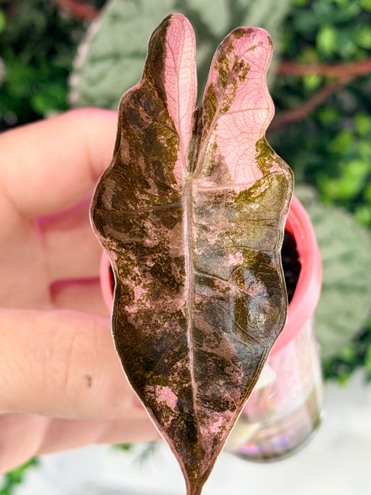 ALOCASIA PSEUDOSANDERIANA PINK VARIEGATED