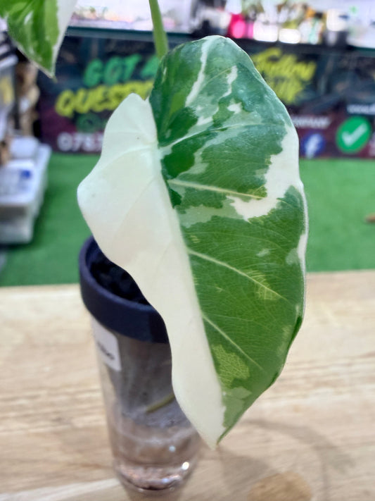 Alocasia Odora Okinawa Silver Albo