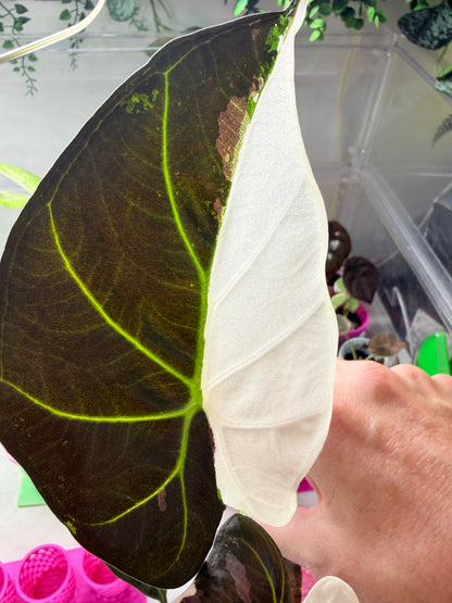 ALOCASIA REGAL SHEILDS ALBO