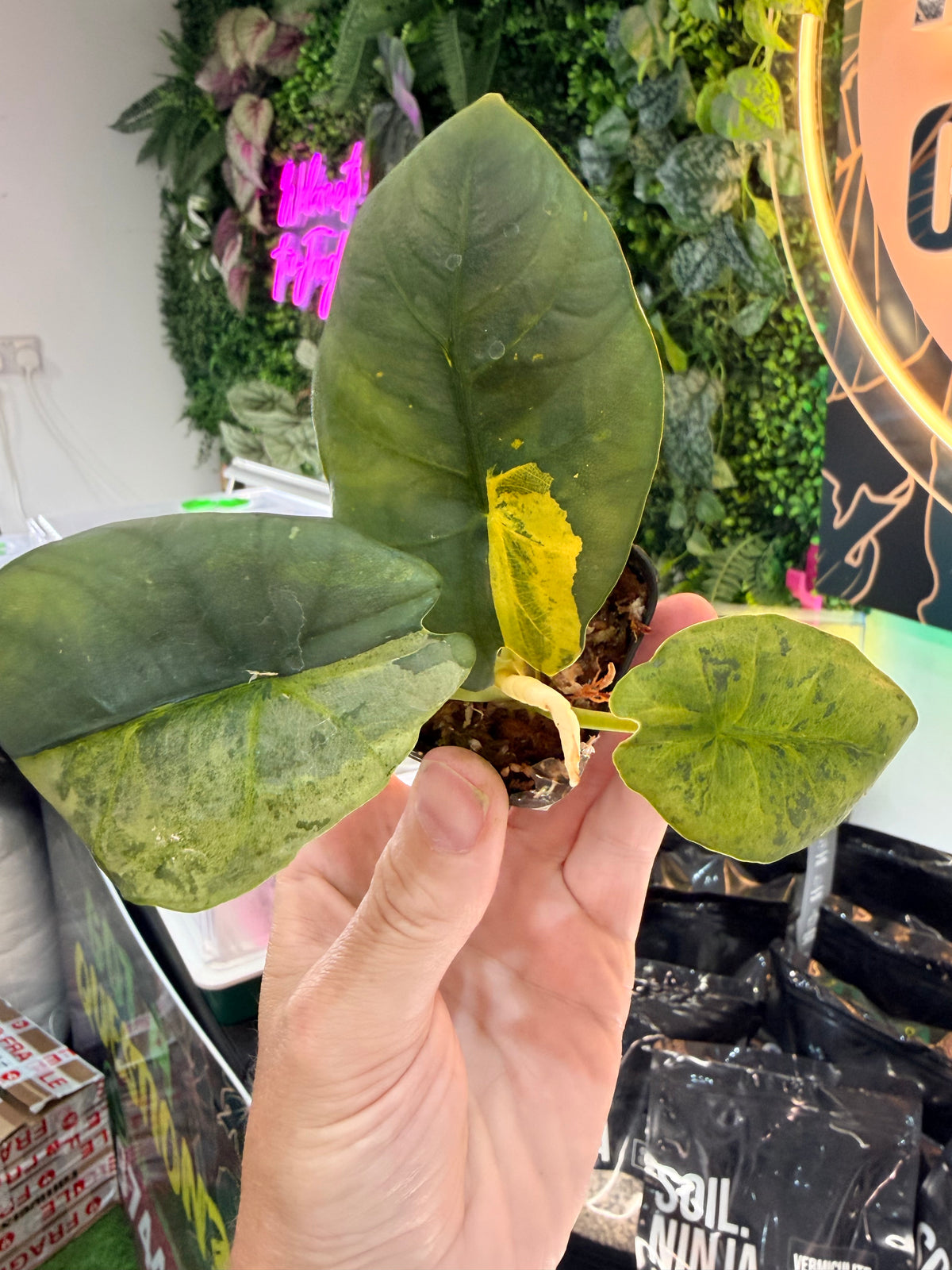 ALOCASIA SINTANG NEON VARIEGATED