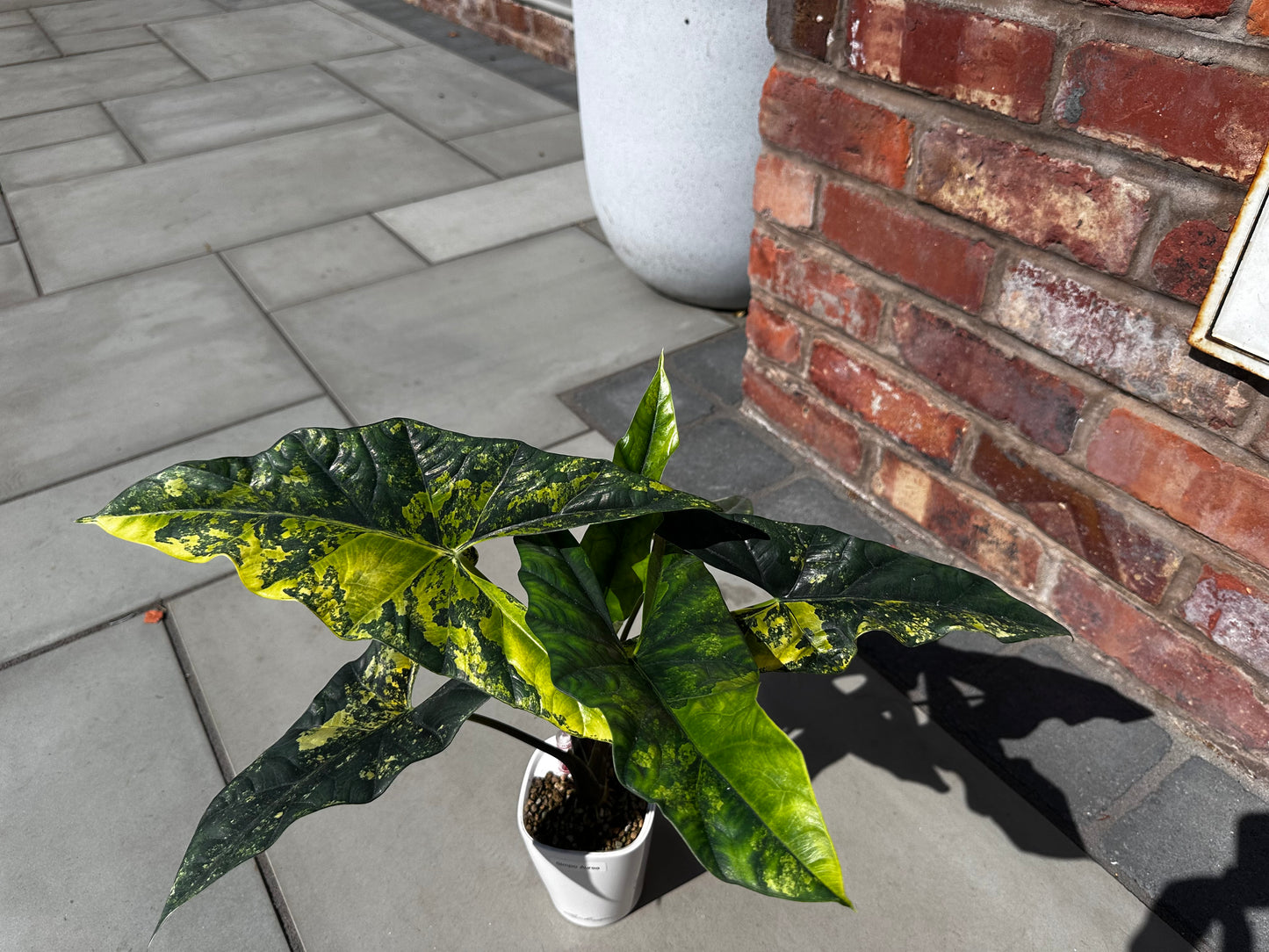 Alocasia Simpo Aurea Variegated