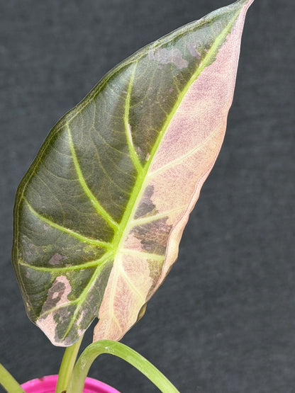 ALOCASIA REGAL SHEILDS ALBO