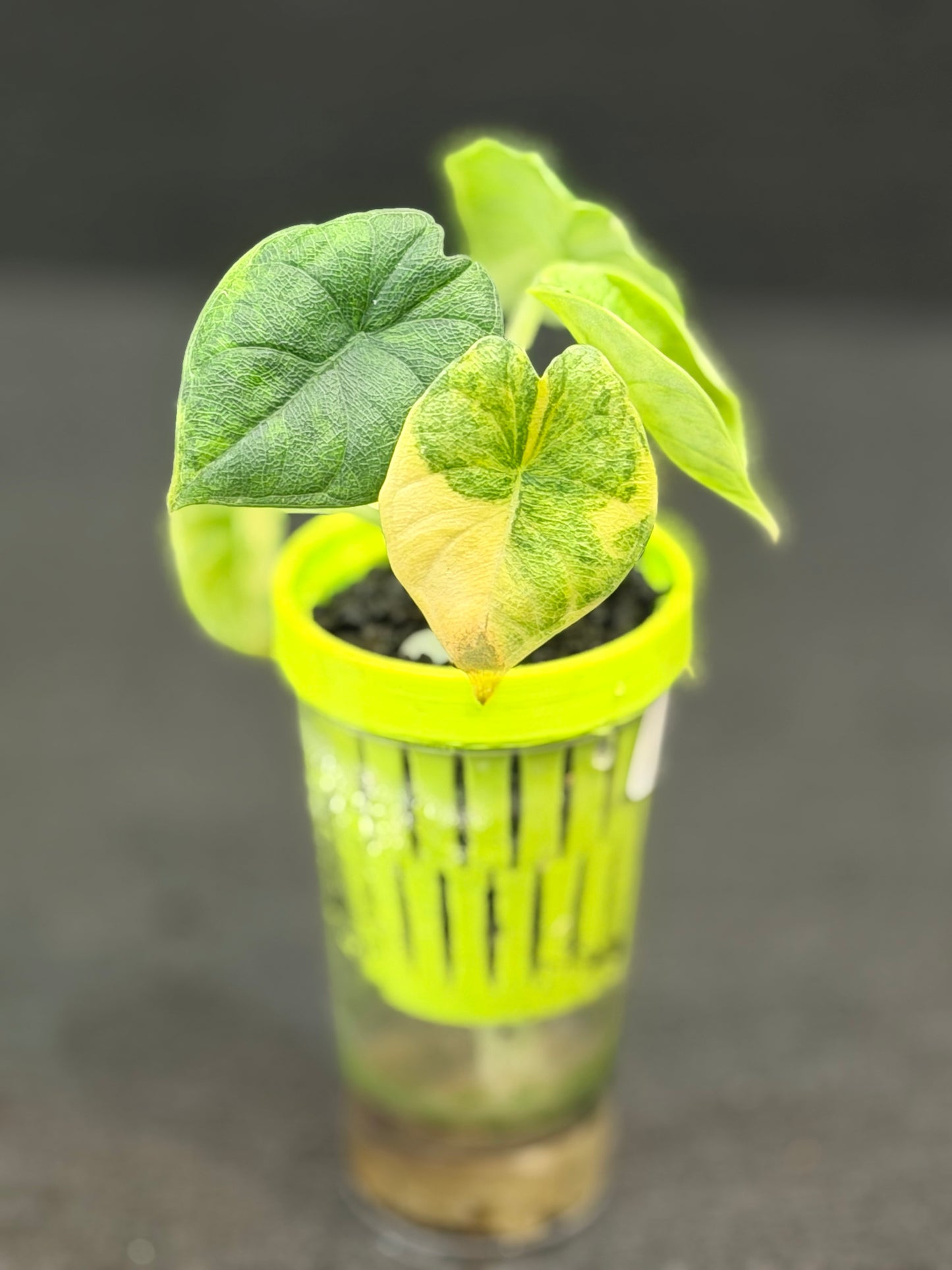 ALOCASIA MELO AUREA