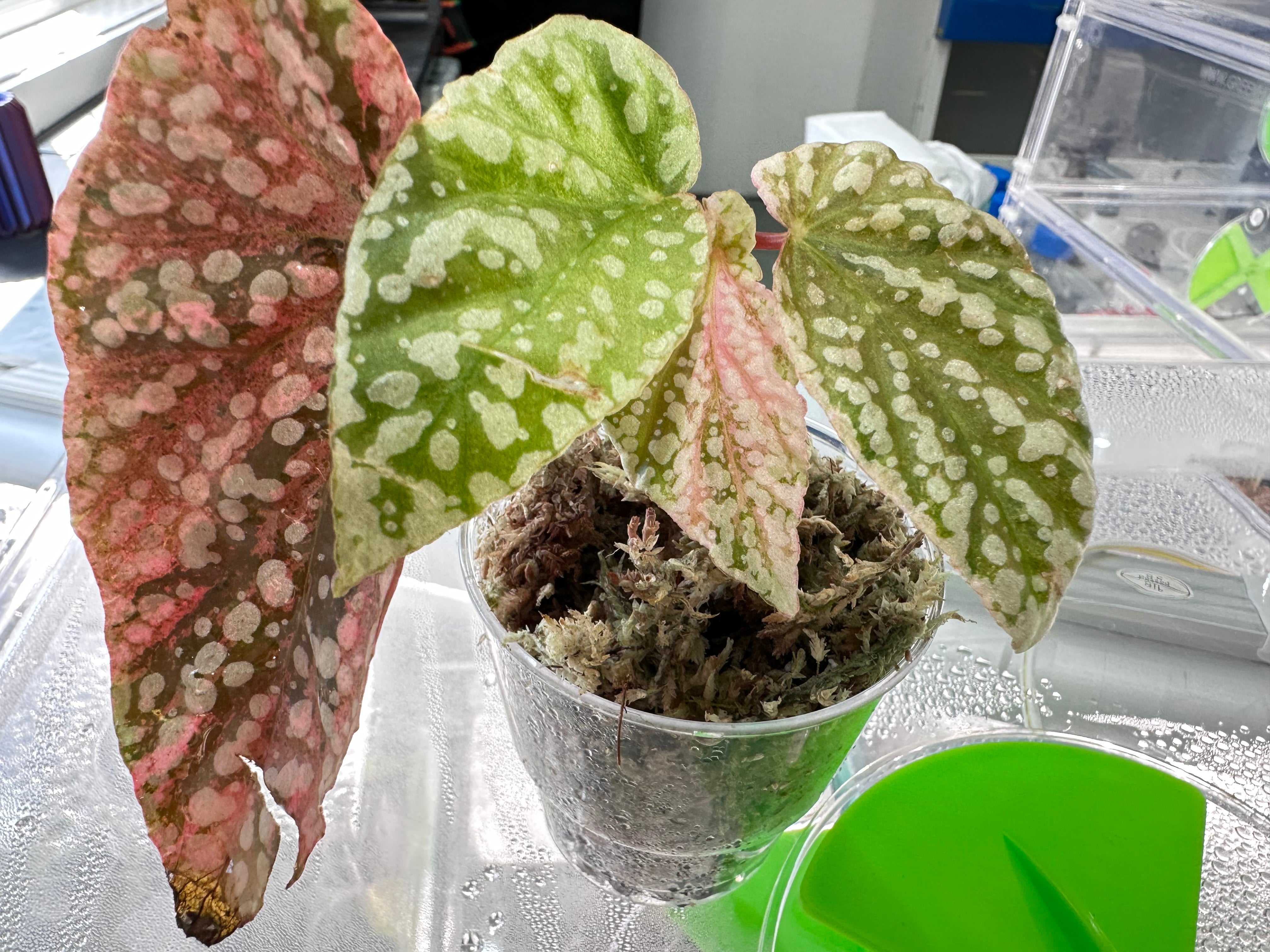 BEGONIA SNOWCAP VARIEGATED PINK – The Alocasia Company