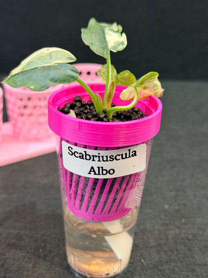 ALOCASIA SCABRIUSCULA ALBO VARIEGATED
