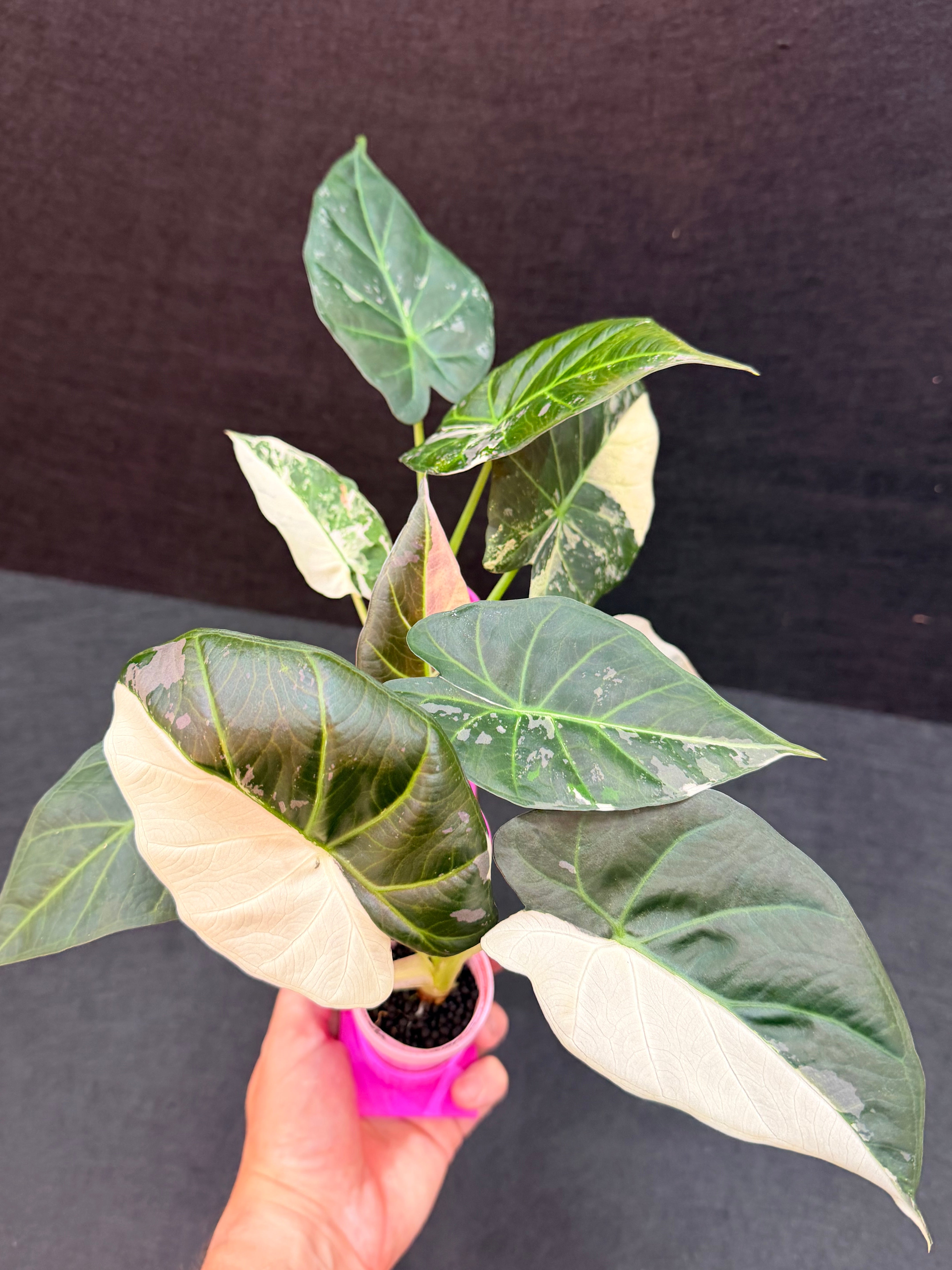 ALOCASIA REGAL SHEILDS ALBO – The Alocasia Company