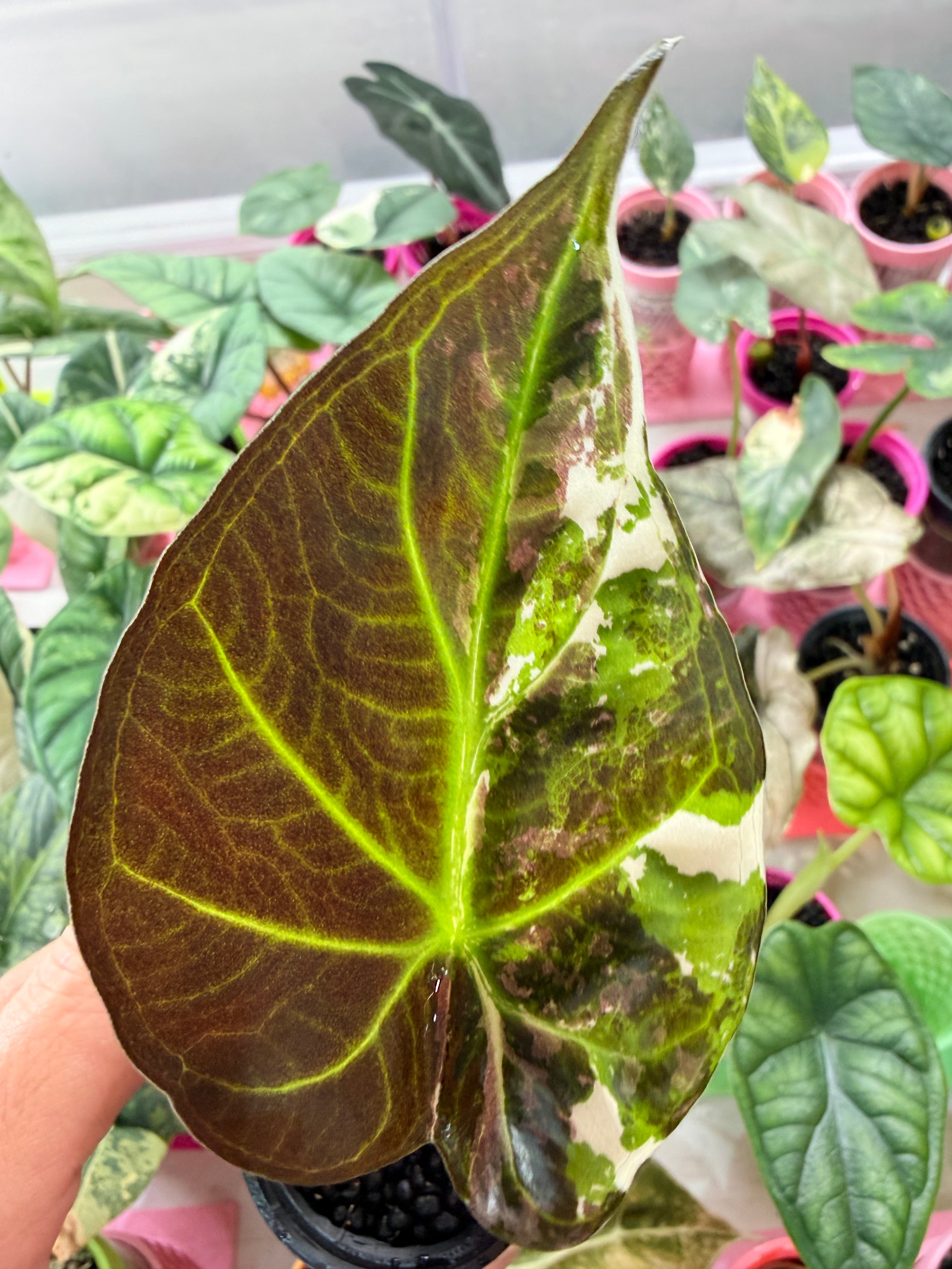 ALOCASIA REGAL SHIELDS ALBO VARIEGATED – The Alocasia Company