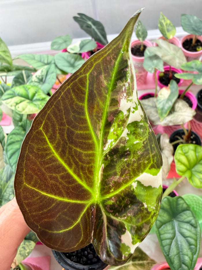 ALOCASIA REGAL SHIELDS ALBO VARIEGATED