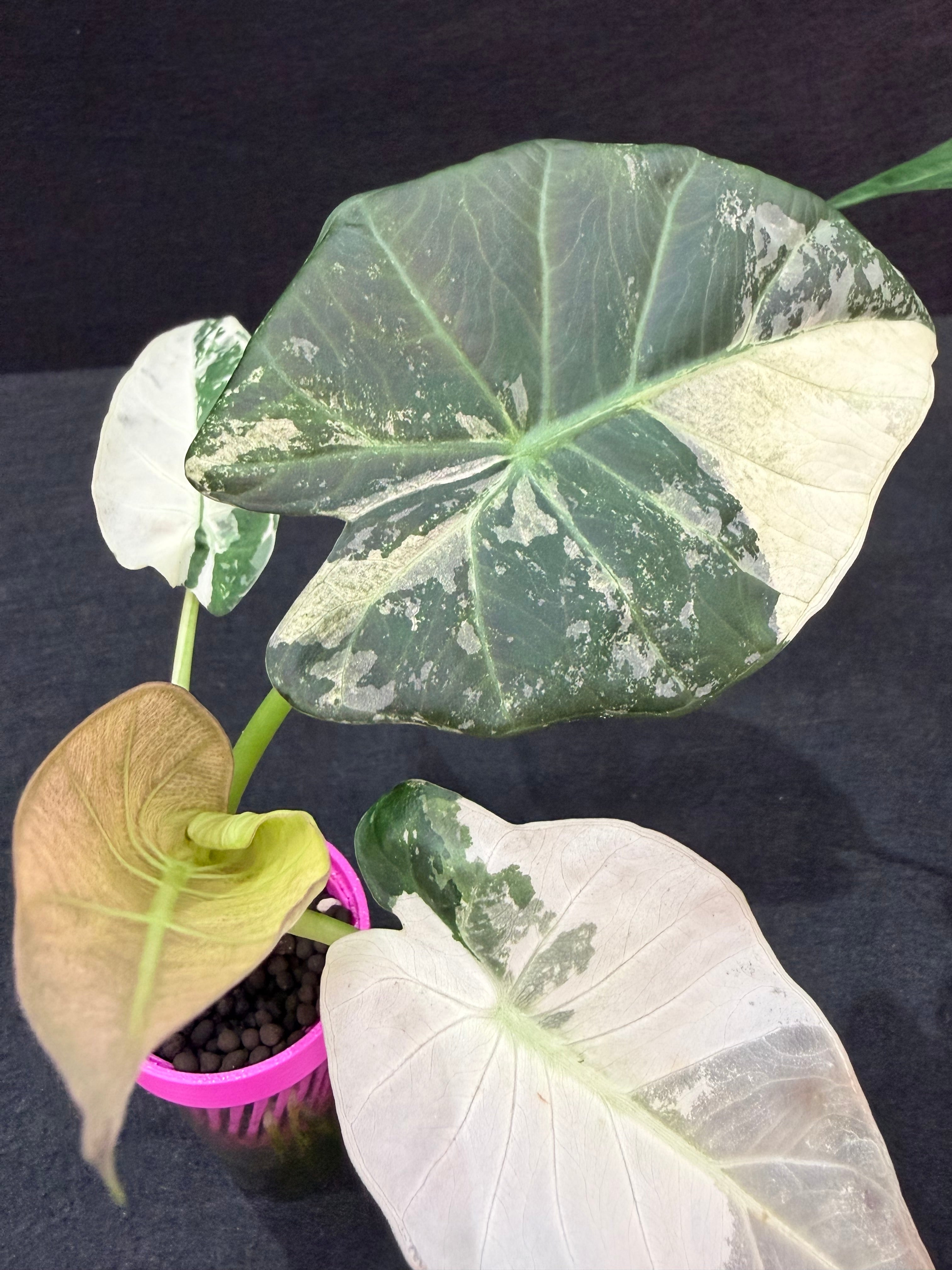 ALOCASIA REGAL SHEILDS ALBO – The Alocasia Company