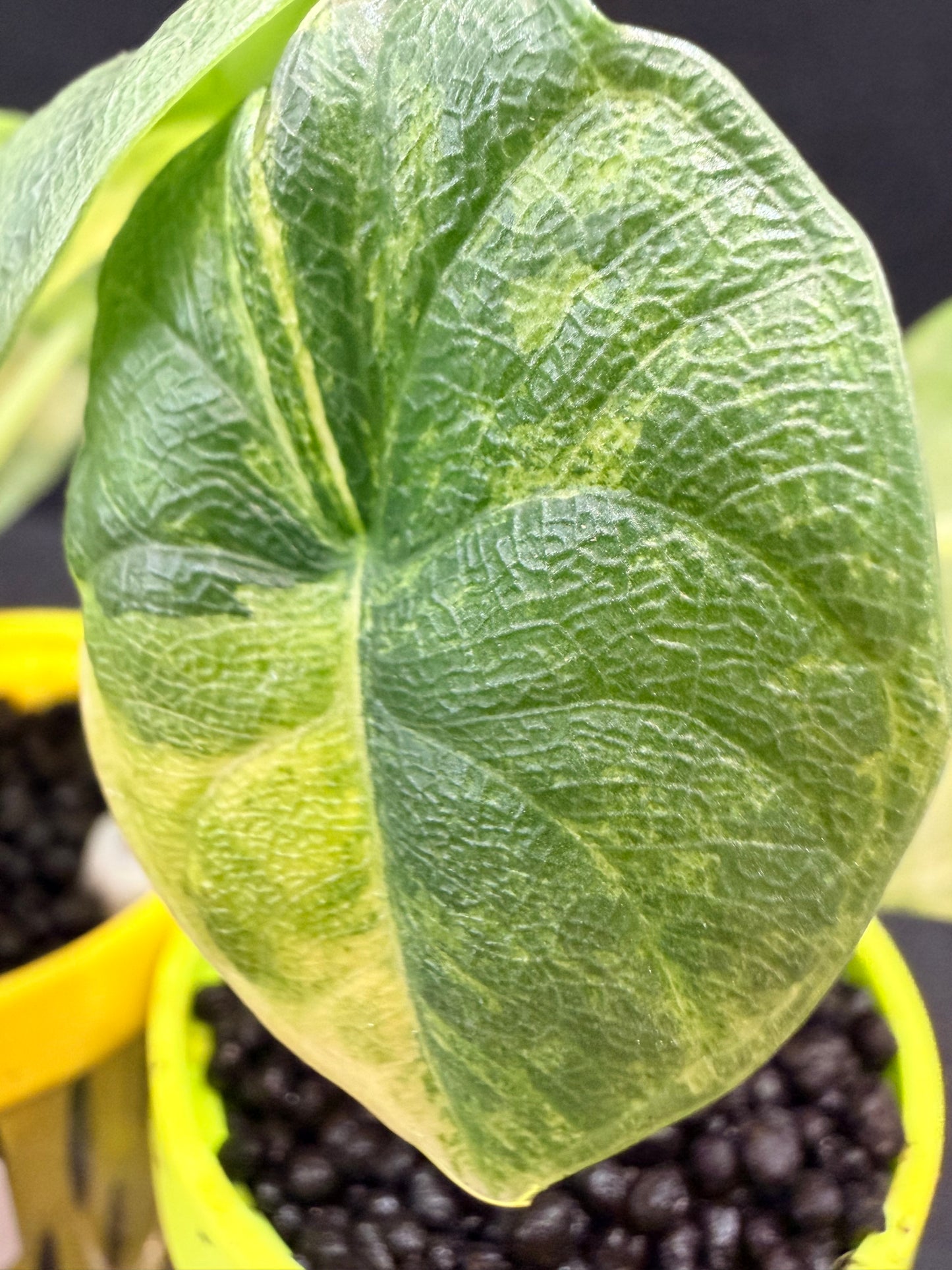 ALOCASIA MELO AUREA