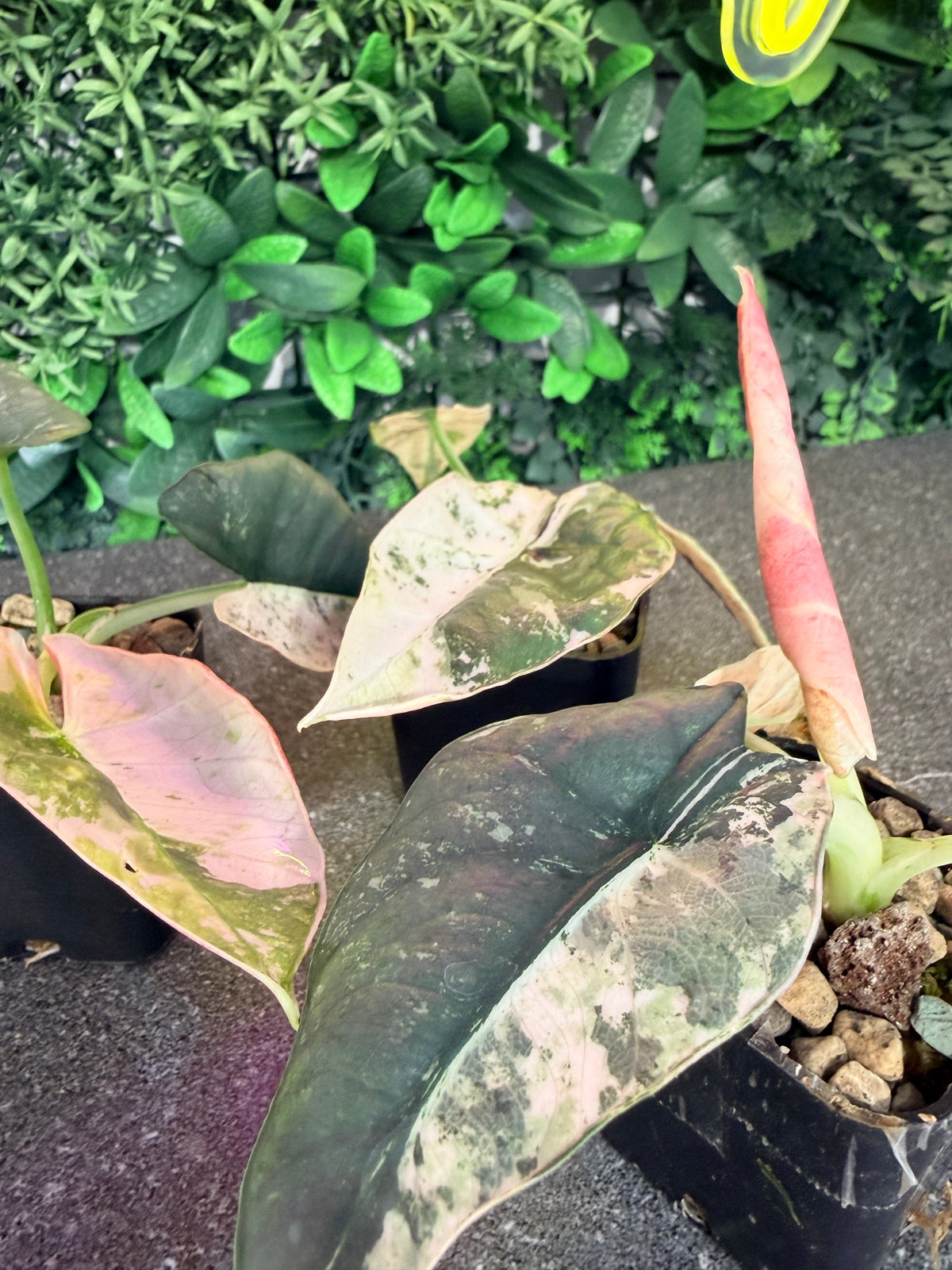 ALOCASIA REGINAE SILVER ALBO VARIEGATED