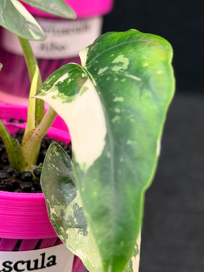 ALOCASIA SCABRIUSCULA ALBO VARIEGATED