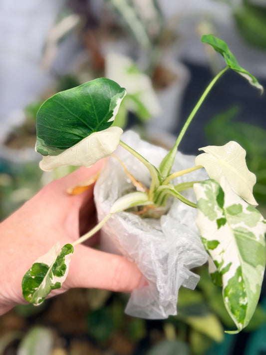 ALOCASIA ODORA OKINAWA SILVER ALBO