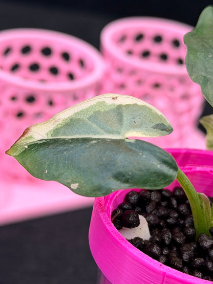 ALOCASIA SCABRIUSCULA ALBO VARIEGATED