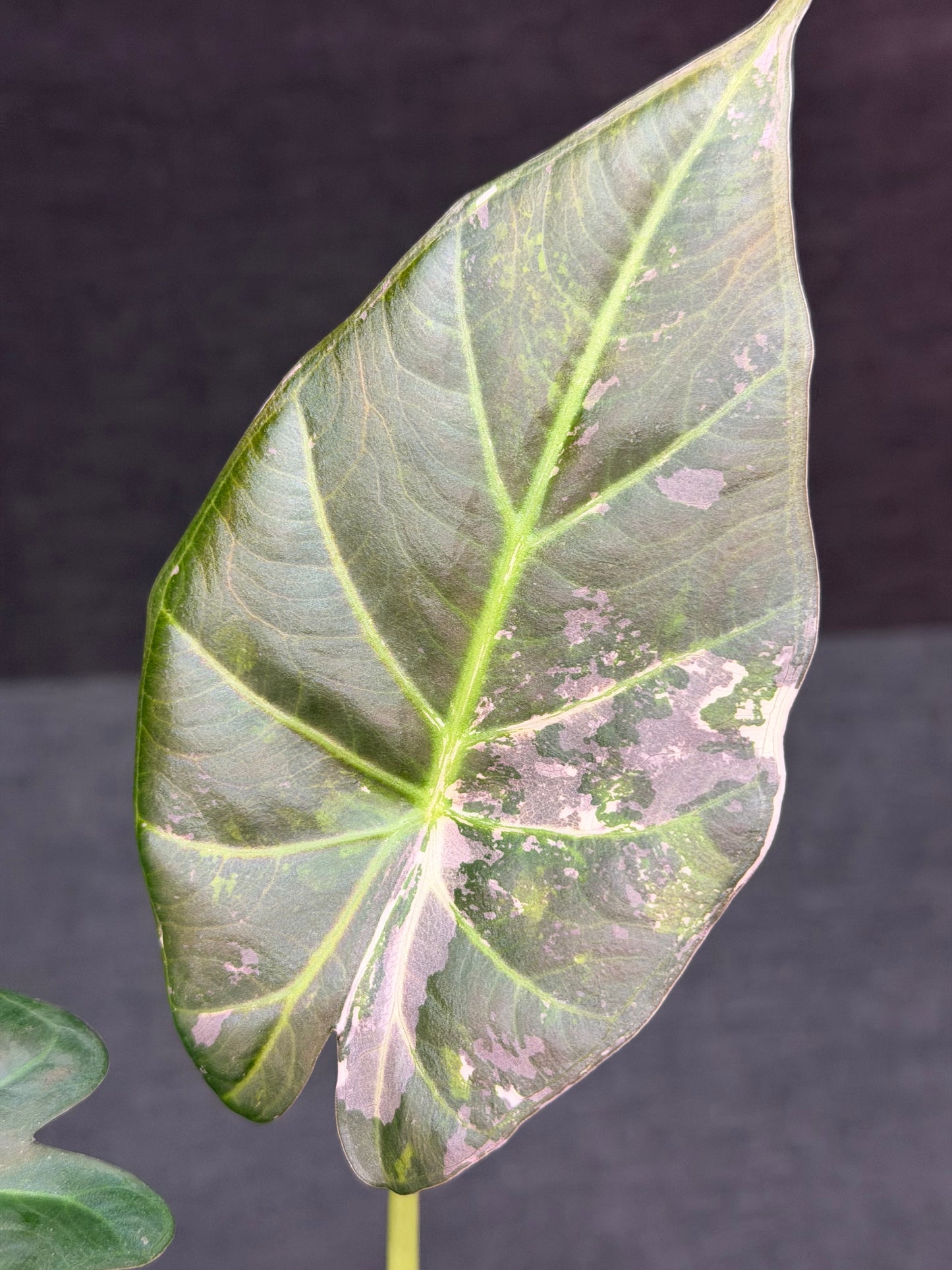 ALOCASIA REGAL SHEILDS ALBO