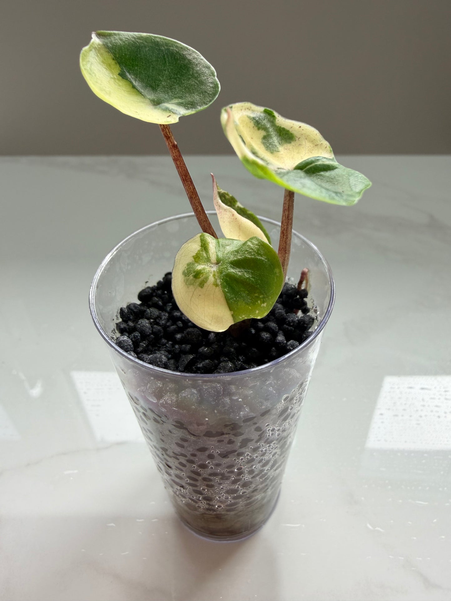 Alocasia Yucatan Princess Pink Variegated