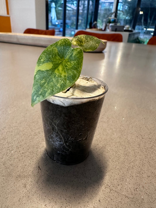 Alocasia Melo Aurea