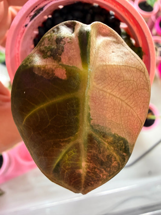 ALOCASIA BALLOON HEART PINK