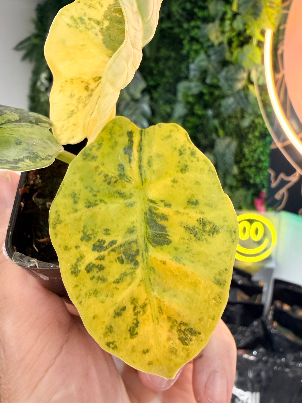 ALOCASIA SINTANG NEON VARIEGATED