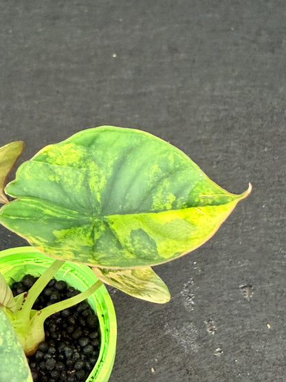 ALOCASIA NEBULA AUREA VARIEGATED